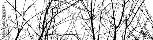 tree branch background