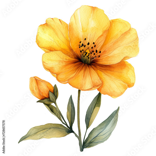 cute watercolor yellow flower isolated