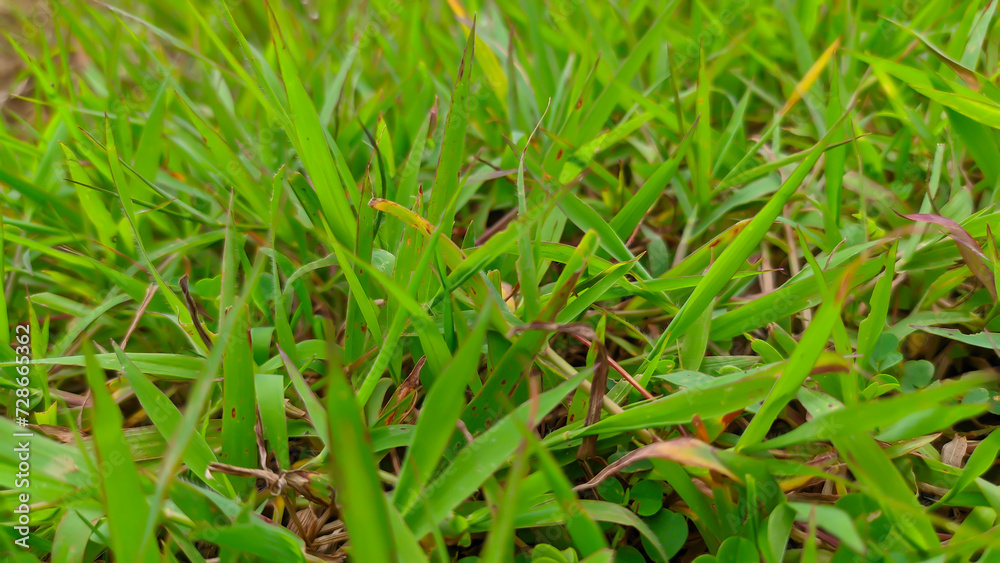 Close up of wild green grass