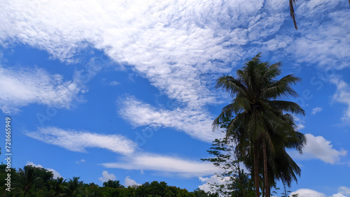 View of bright blue sky and coconut trees with empty space