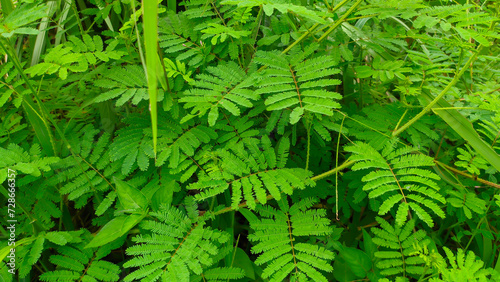 Photos Wild green plant shy princess or Mammoth Mimosa Pudica