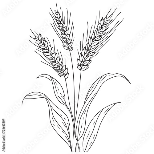 Elegant line drawing of summer wheat. Illustration for invites and cards