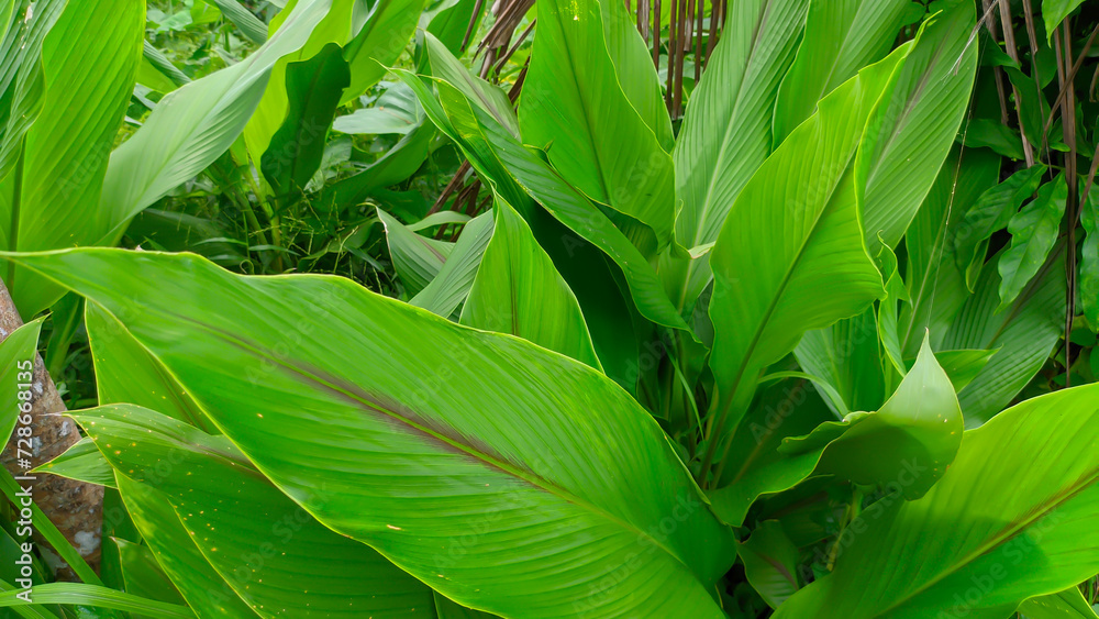 Obraz premium Green turmeric herbal plant or Curcuma longa leaves