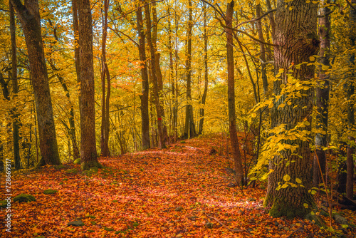 Autumn forest in Sweden