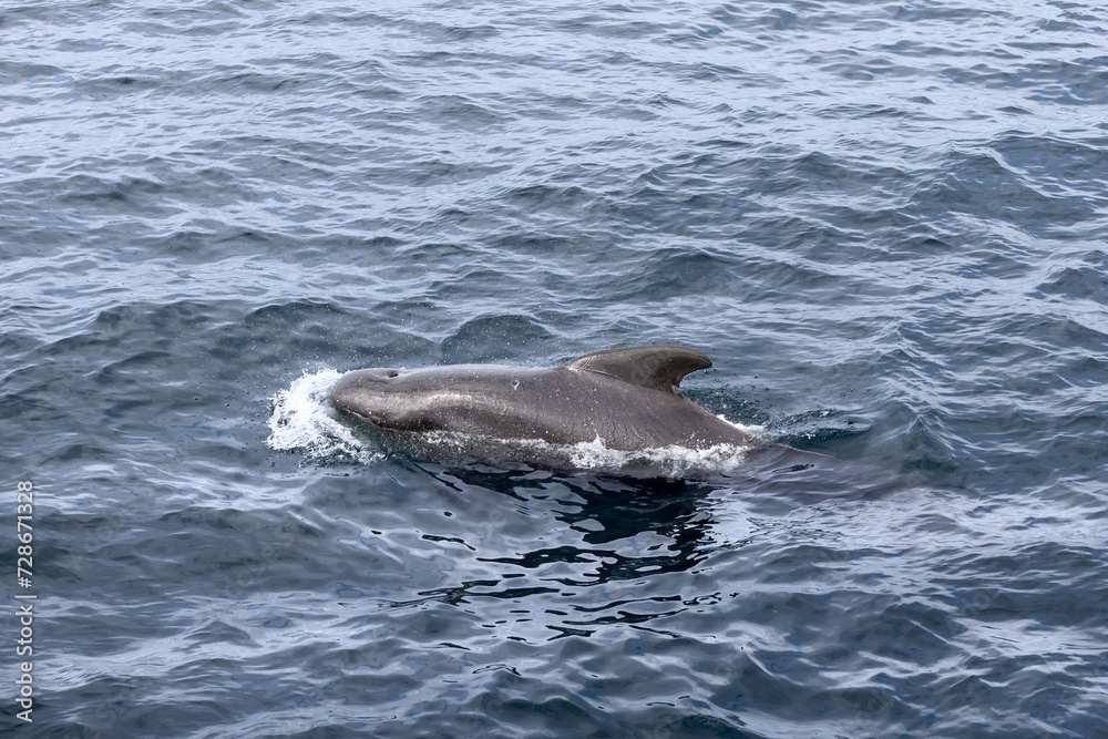 Fototapeta premium A pilot whale (Globicephala melas) emerges with a splash, its sleek form captured against the textured waters of the Norwegian Sea near Andenes, Norway