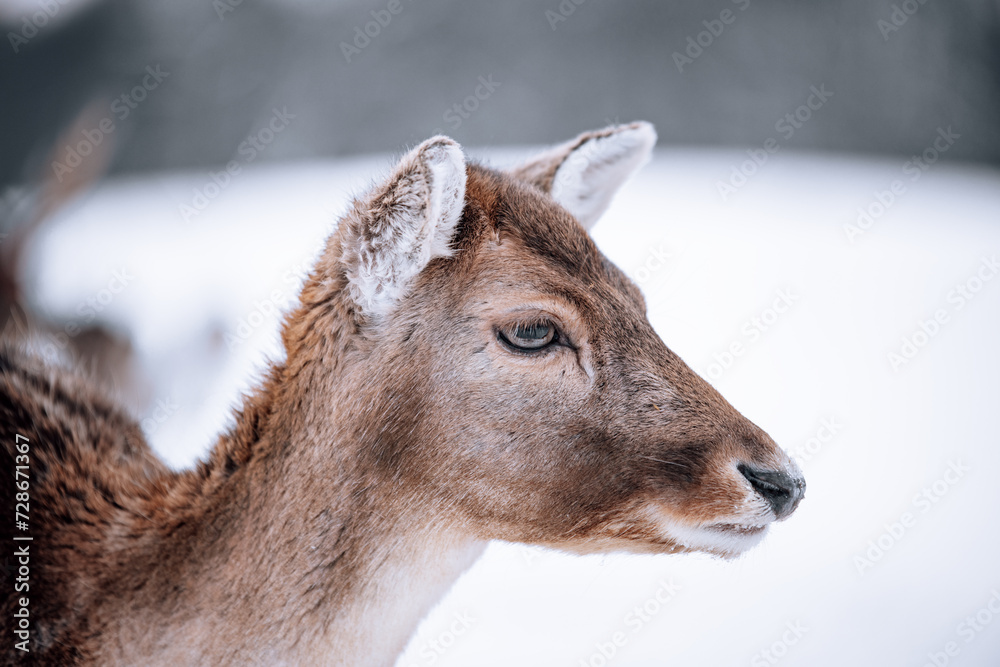 close-up of a young deer in a wonderful winter landscape 