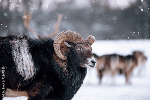 portrait of a male mouflon in the snow in wild nature in lapland