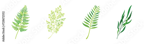 Green Fern or Long Leaf with Stem as Foliage Vector Set © Happypictures