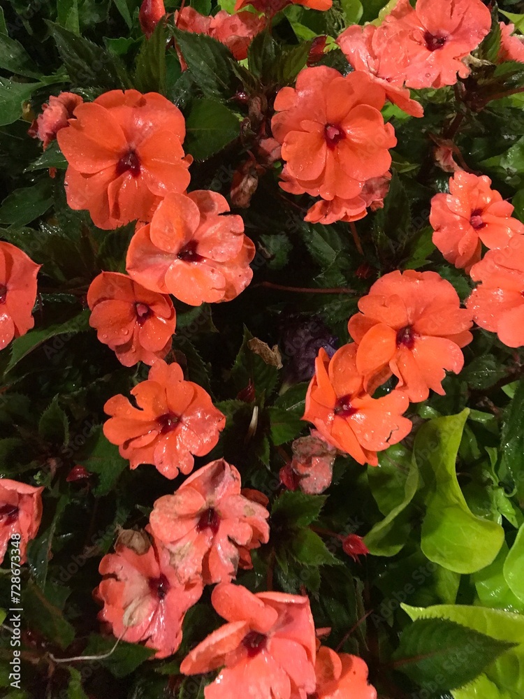 Peach Flowers Peach Flowers