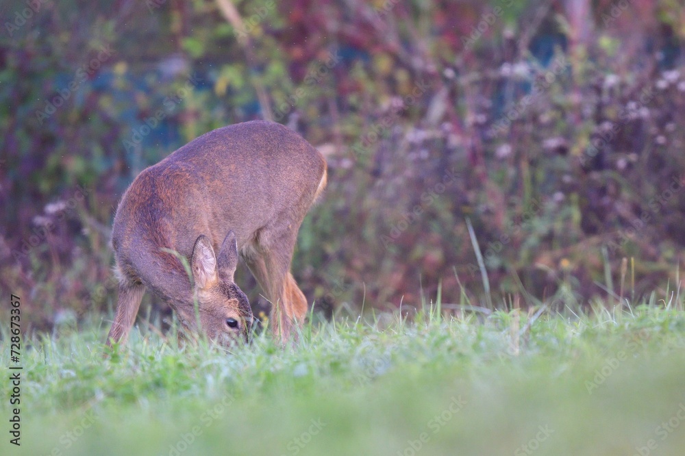 Deer fawns walking and grazing grass in winter time