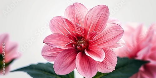 In the midst of nature s beauty  a beautiful pink flower stands tall  isolated on a white background  displaying its vibrant colors. Its delicate petals and lush leaves contribute to its Generative AI