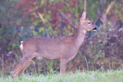 Perfect camouflage of doe deer fur in the winter season on the meadow