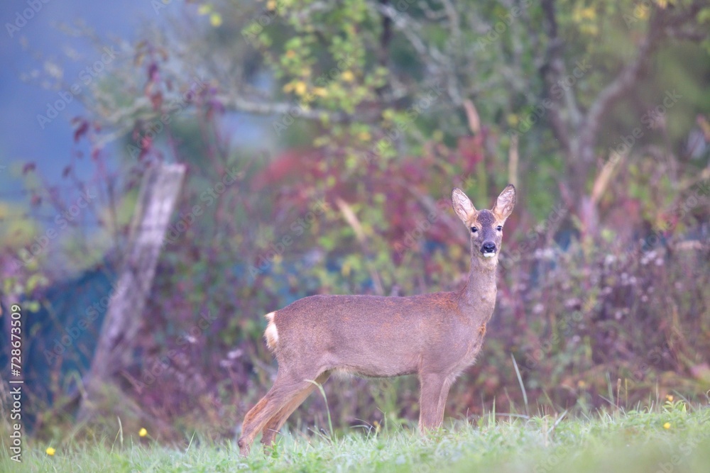 The brown-gray winter fur of the roe deer to merge in with its surroundings in the winter season