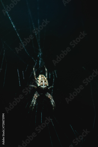 Beautiful spider in a colorful background and light, making a web like a painting on a canvas © Stefana