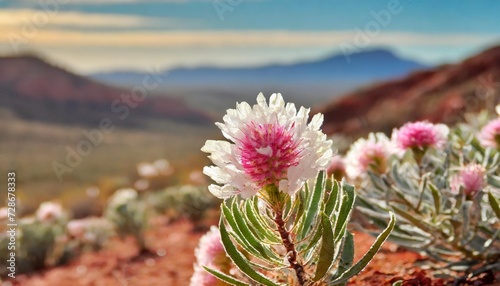 pretty pink and white mulla mulla flower found in desert zones of australia