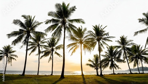 silhoutte coconut trees isolated on white background © Emanuel