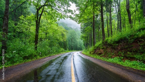 road in green forest after rain