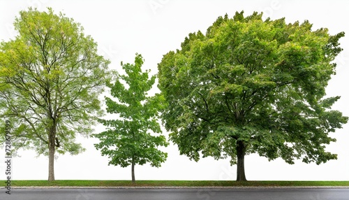 set of middle and small trees sycamore platanus maple street trees in overcast light isolated png on a transparent background perfectly cutout photo