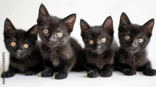  Four Black Kitten Siblings