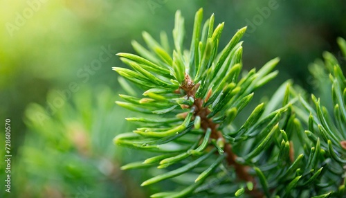 macro green juniper
