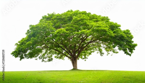 green tree isolated on white background