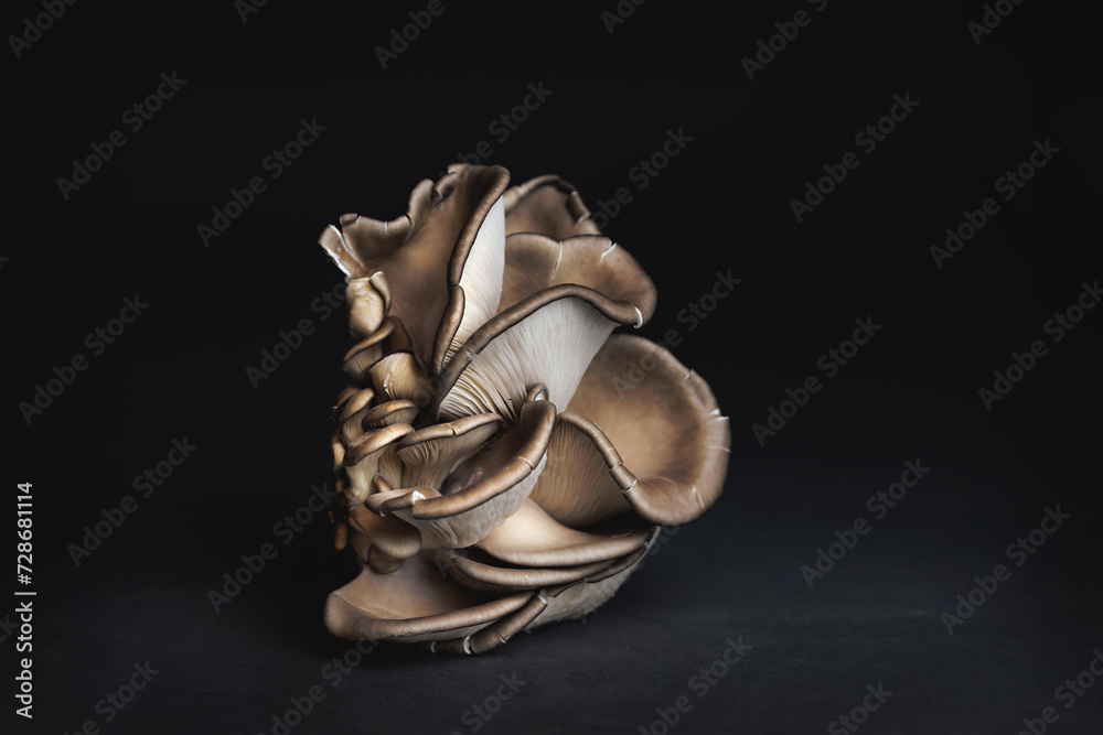 Naklejka premium Mushroom Portrait