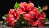 a bouquet of red hibiscus flowers isolated