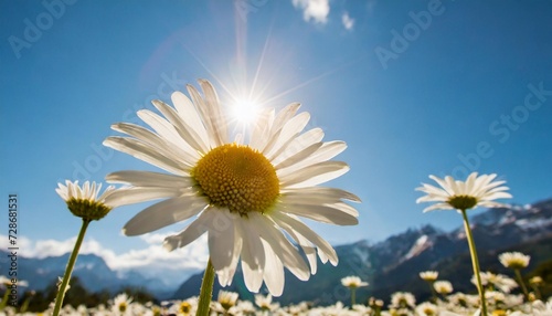 daisy and the sun behind