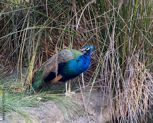 Peacock in the grass. Peafowl in nature. Colorful wild bird with iridescent blue and green plumage.