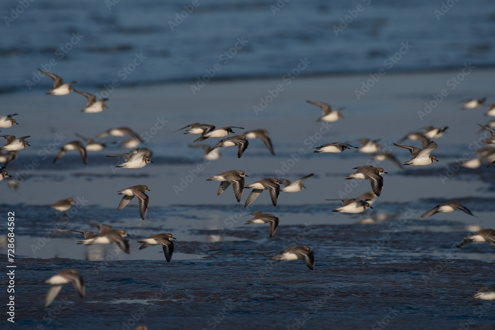 Flock of Tibetan sand plover (Anarhynchus atrifrons), in flight, observed at Akshi Beach in Alibag, Maharashtra, India Flock of Tibetan sand plover (Anarhynchus atrifrons), in flight, observed at Akshi Beach in Alibag, Maharashtra, India