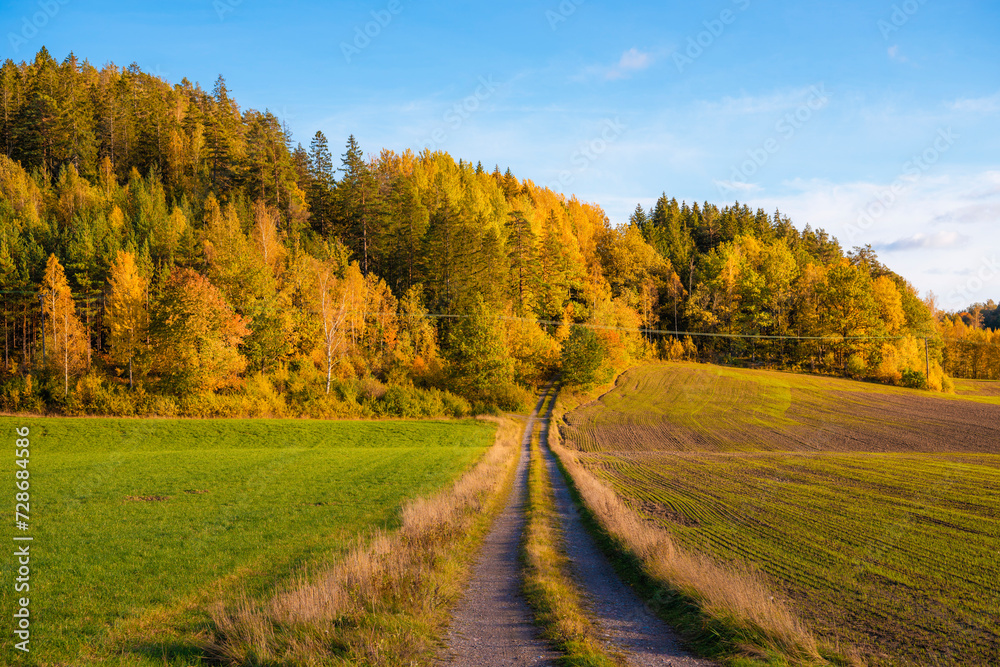 Road up to the forest during autumn in Sweden