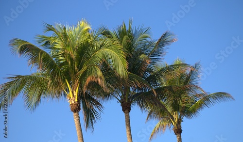 Wallpaper Mural cocoteros Torontodigital.ca