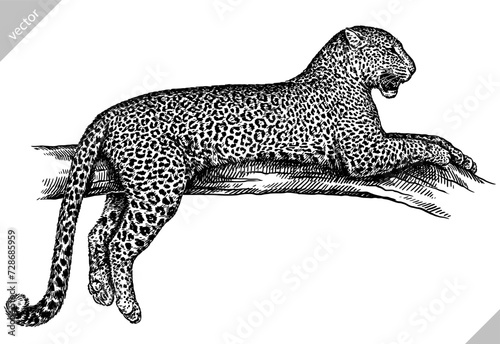 Vintage engraving isolated leopard set panther illustration ink sketch. Africa wild cat cheetah background jaguar animal silhouette art. Black and white hand drawn vector image	