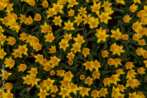 Aerial Ballet: Top View of Multiple Tulipa kaufmanniana (Waterlily Tulips) photo