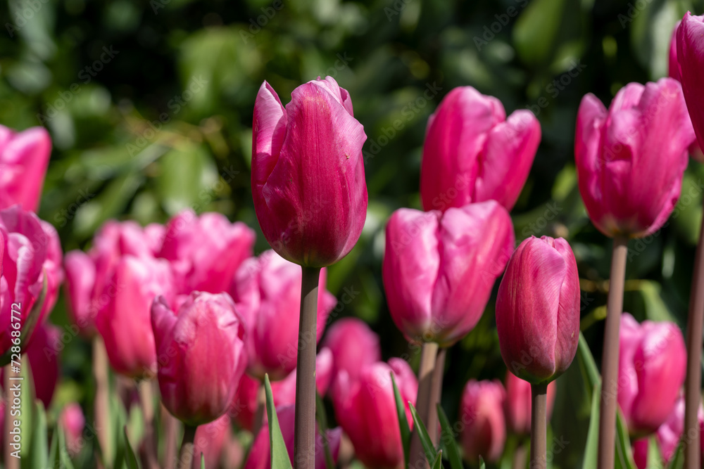 A Symphony of Eastern Star Tulips: Endless Fields of Tulipa agenensis (Eastern Star Tulips)