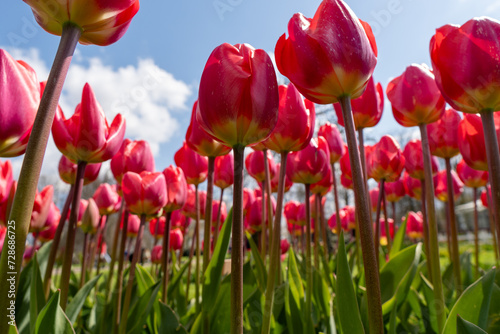 A Symphony of Eastern Star Tulips: Endless Fields of Tulipa agenensis (Eastern Star Tulips) photo