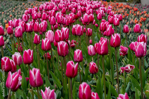 A Symphony of Eastern Star Tulips  Endless Fields of Tulipa agenensis  Eastern Star Tulips 