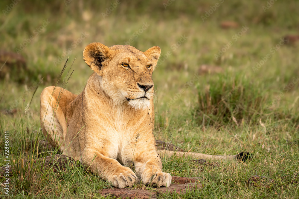 Lioness ( Panthera Leo Leo) relaxing, Olare Motorogi Conservancy, Kenya. Lioness ( Panthera Leo Leo) relaxing, Olare Motorogi Conservancy, Kenya.