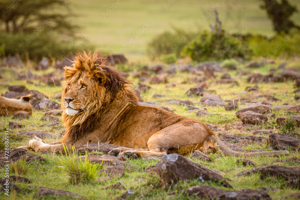 Male lion ( Panthera Leo Leo) enjoying his rest, Olare Motorogi Conservancy, Kenya. Male lion ( Panthera Leo Leo) enjoying his rest, Olare Motorogi Conservancy, Kenya.
