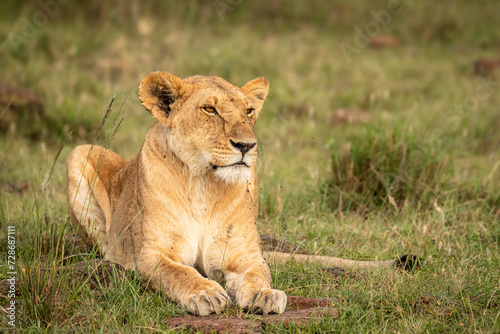 Fototapeta Naklejka Na Ścianę i Meble -  Lioness ( Panthera Leo Leo) relaxing, Olare Motorogi Conservancy, Kenya.