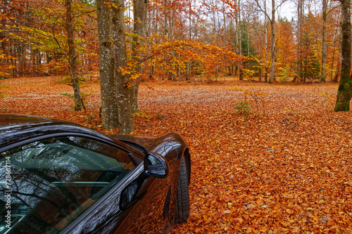 Part view of a black car parked in the forest during the fall photo