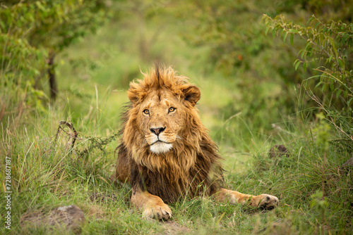 Male lion   Panthera Leo Leo  enjoying his rest  Olare Motorogi Conservancy  Kenya.