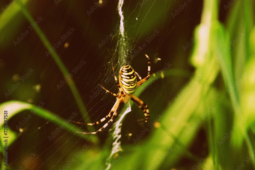Argeopa spider spending your time fo hunting prey on her web Argeopa spider spending your time fo hunting prey on her web
