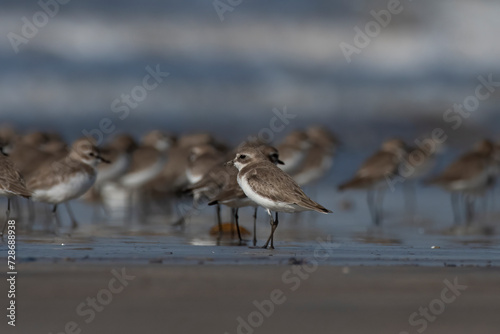 Tibetan sand plover (Anarhynchus atrifrons), a small wader in the plover family, observed at Akshi Beach in Alibag, Maharashtra, India photo