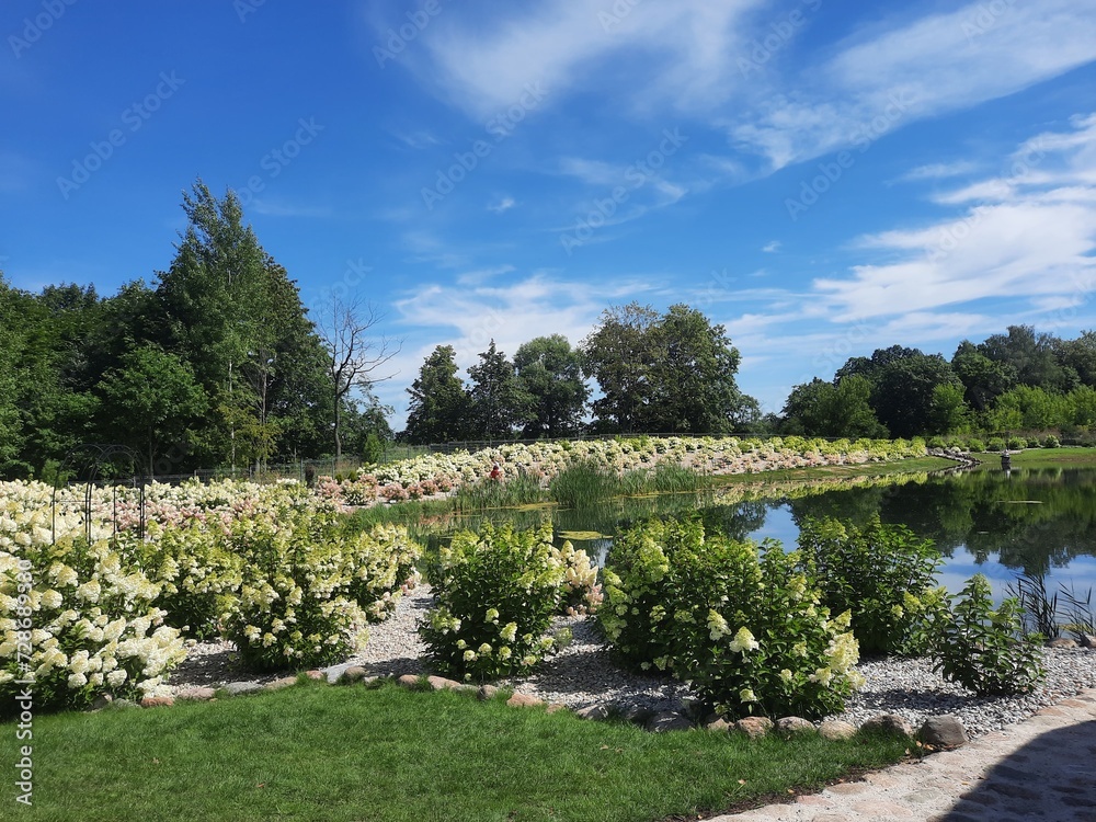 garden with flowers