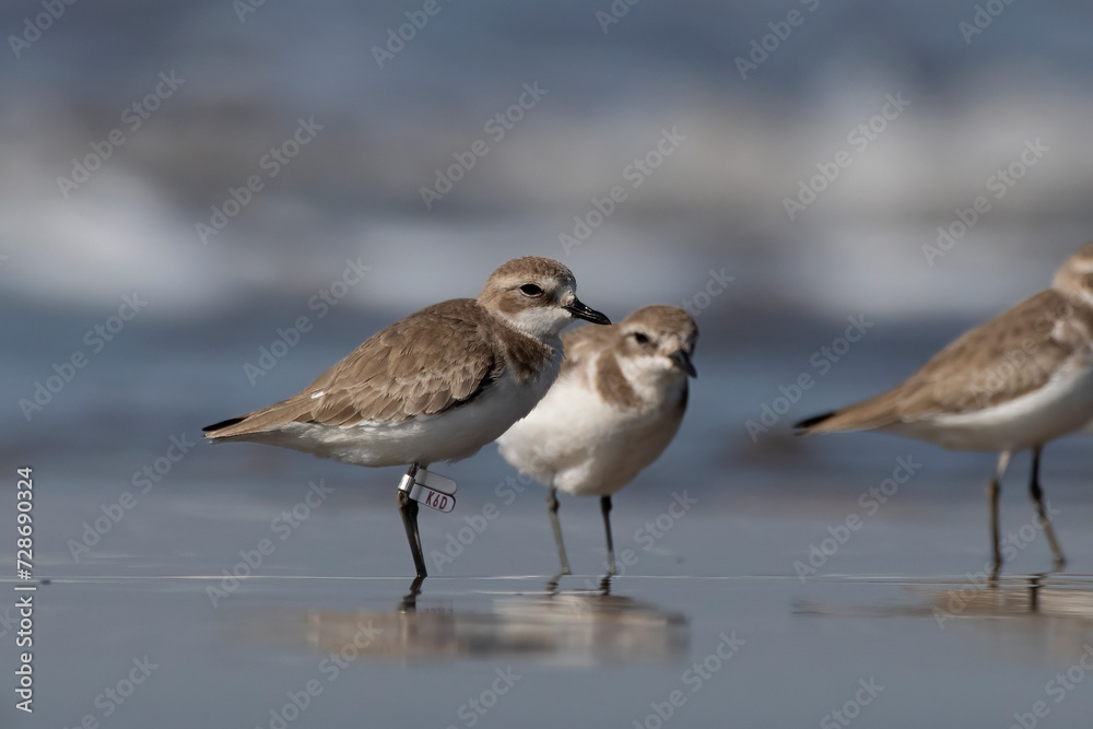 Tibetan sand plover (Anarhynchus atrifrons), a small wader in the plover family, observed at Akshi Beach in Alibag, Maharashtra, India Tibetan sand plover (Anarhynchus atrifrons), a small wader in the plover family, observed at Akshi Beach in Alibag, Maharashtra, India