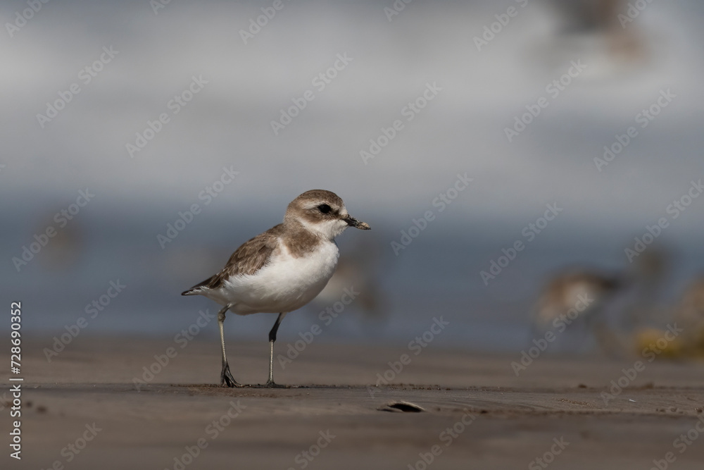 Tibetan sand plover (Anarhynchus atrifrons), a small wader in the plover family, observed at Akshi Beach in Alibag, Maharashtra, India Tibetan sand plover (Anarhynchus atrifrons), a small wader in the plover family, observed at Akshi Beach in Alibag, Maharashtra, India