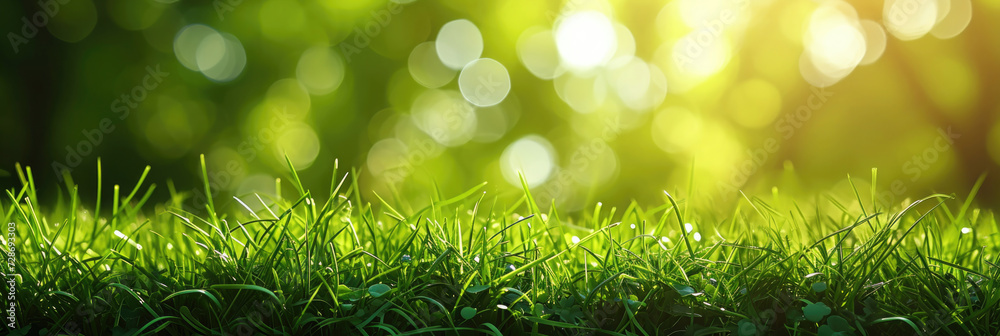 Obraz premium green grass,lawn with sunny bokeh background with empty space for text