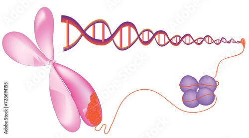 simple nucleosome diagram