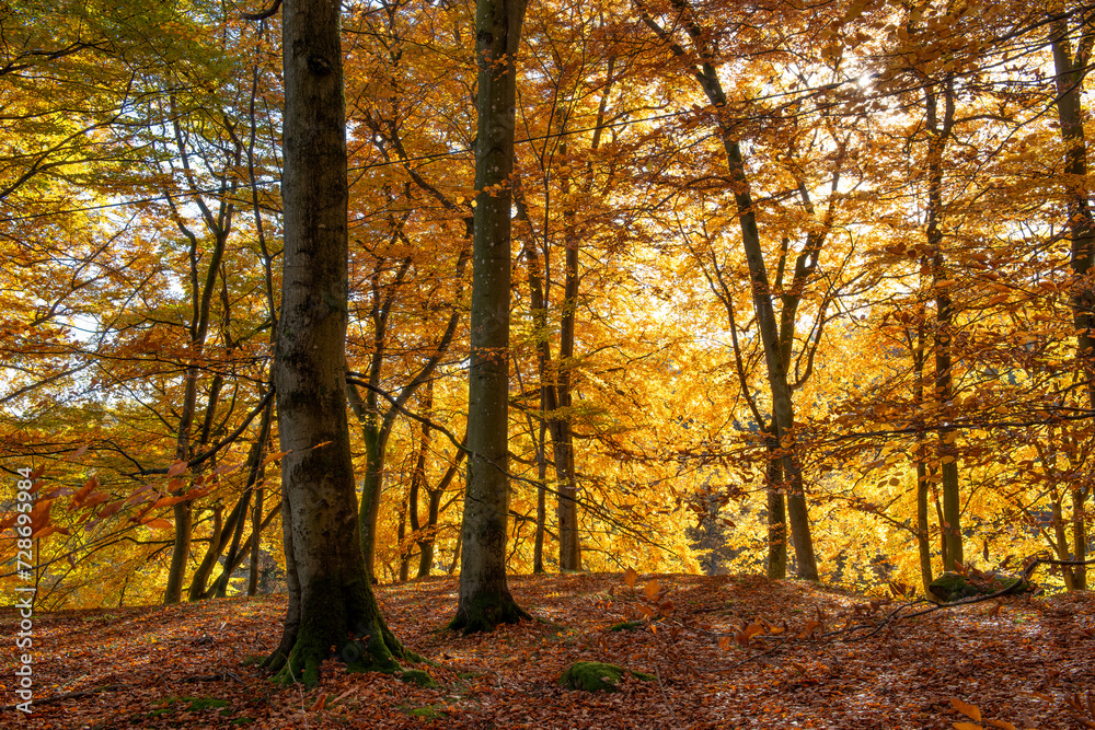 Autumn forest in Söderåsen nationalpark, Sweden